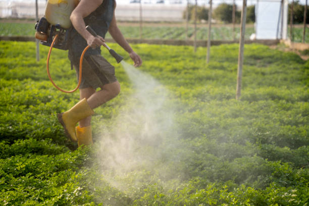Best Wasp Removal Services  in Des Moines, WA