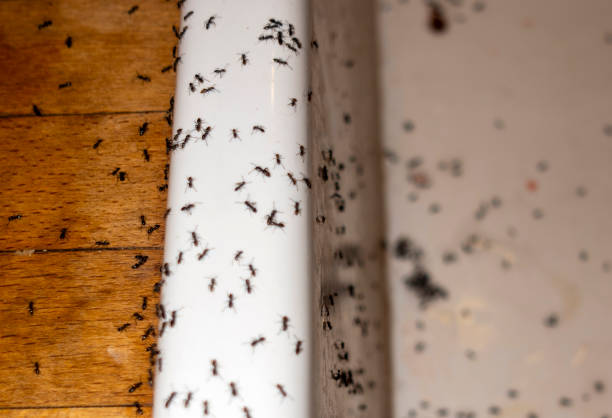 Best Pest Inspection Near Me  in Des Moines, WA